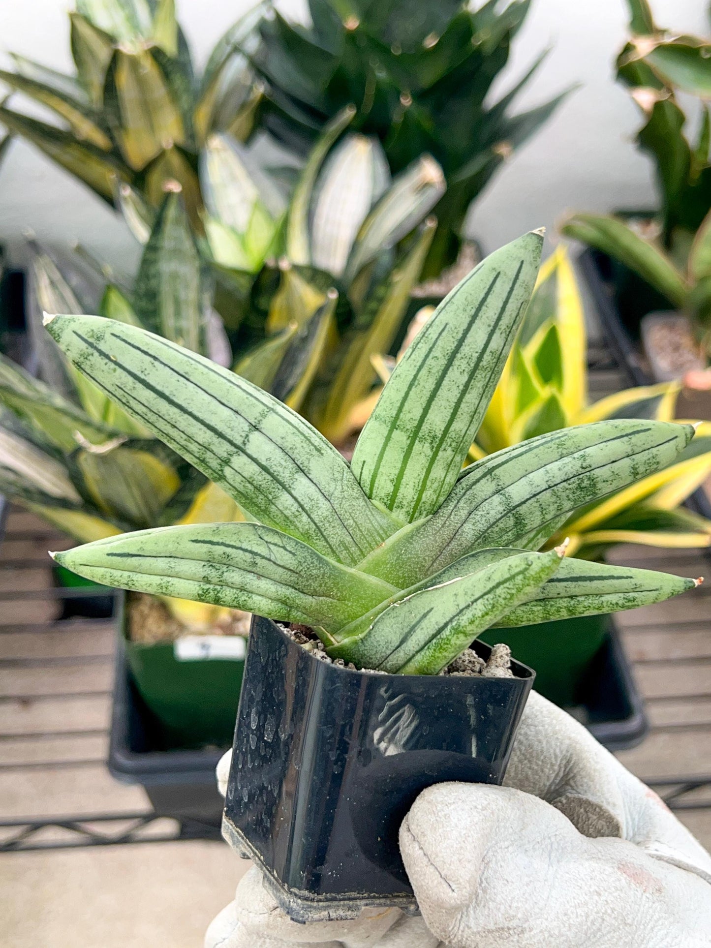 Sansevieria Melon (#AC19) | Rare Imported Snake plant | 2" Planter