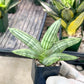 Sansevieria Melon (#AC19) | Rare Imported Snake plant | 2" Planter