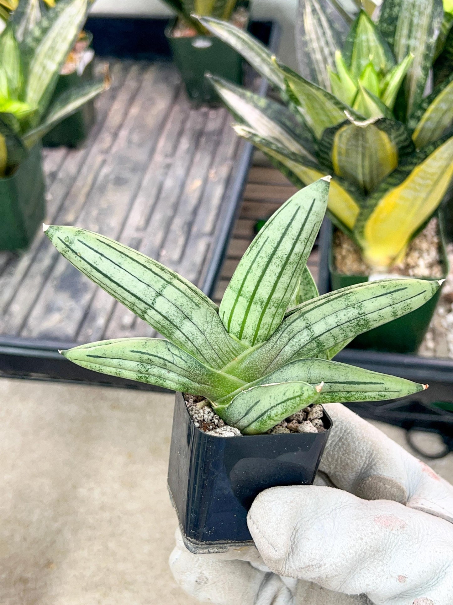 Sansevieria Melon (#AC19) | Rare Imported Snake plant | 2" Planter