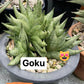 Sansevieria Goku (#A) | Rare Imported Snake plant | 2" planter