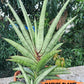 Sansevieria Ravana (#AC11) | Rare Imported House Plants | Rare Hybrids | 2" Pot