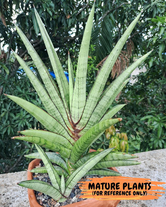 Sansevieria Ravana (#AC11) | Rare Imported House Plants | Rare Hybrids | 2" Pot