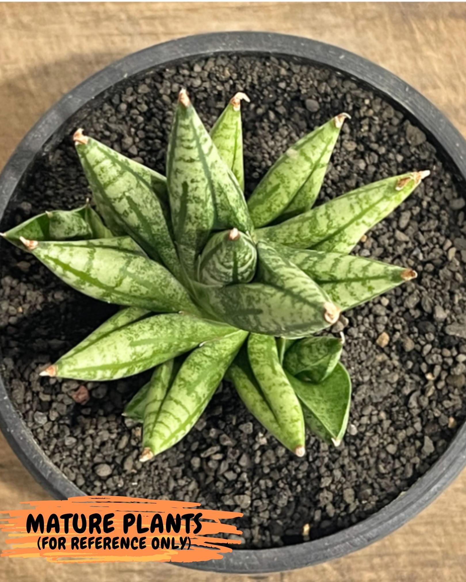 Sansevieria Ming Manee (#AC17) | Imported Snake Plant | 2" Pot