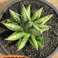 Sansevieria Mingmanee Cluster (#PH4) | Imported Indoor Snake Plant | 2.5" Planter