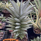 Sansevieria Ice Thorn (#AC28) | Extremely Rare Imported Plant | 2" planter