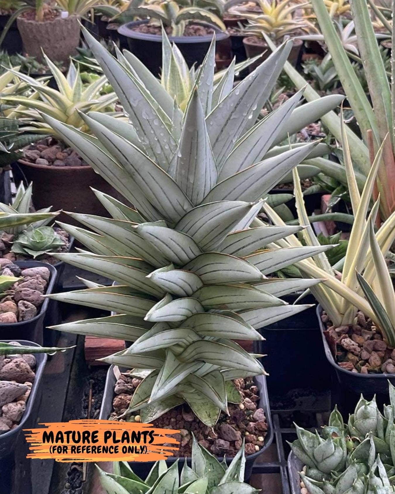 Sansevieria Ice Thorn (cj3) (2) | Rare Import