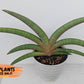 Sansevieria Pfisteri (#AC60) | Very Rare and hard to import | 2' pot