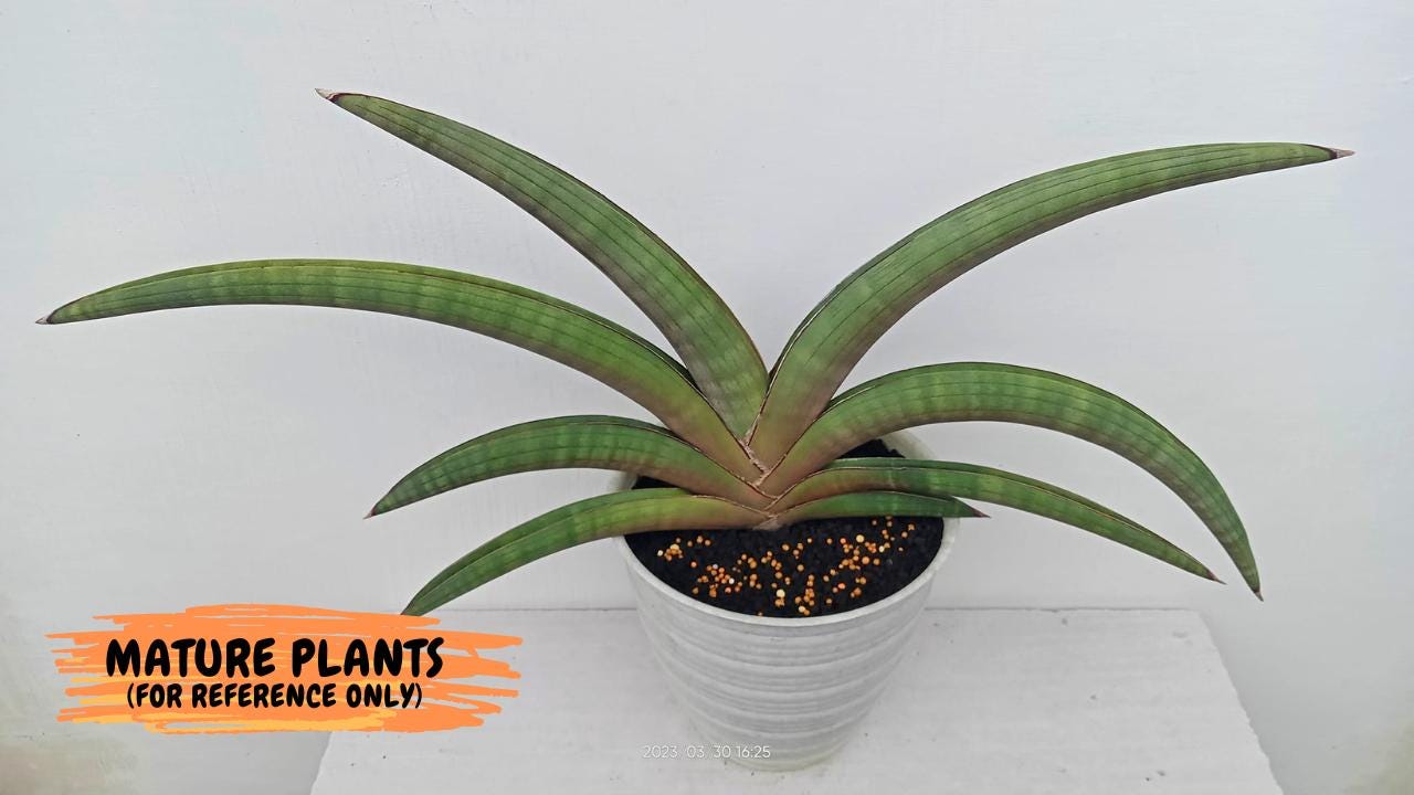 Sansevieria Pfisteri (#AC60) | Very Rare and hard to import | 2' pot