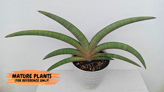 Sansevieria Pfisteri (#AC60) | Very Rare and hard to import | 2' pot