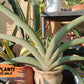 Sansevieria Pfisteri (#AC60) | Very Rare and hard to import | 2' pot