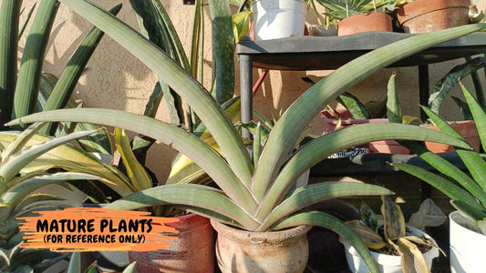 Sansevieria Pfisteri (#AC60) | Very Rare and hard to import | 2' pot