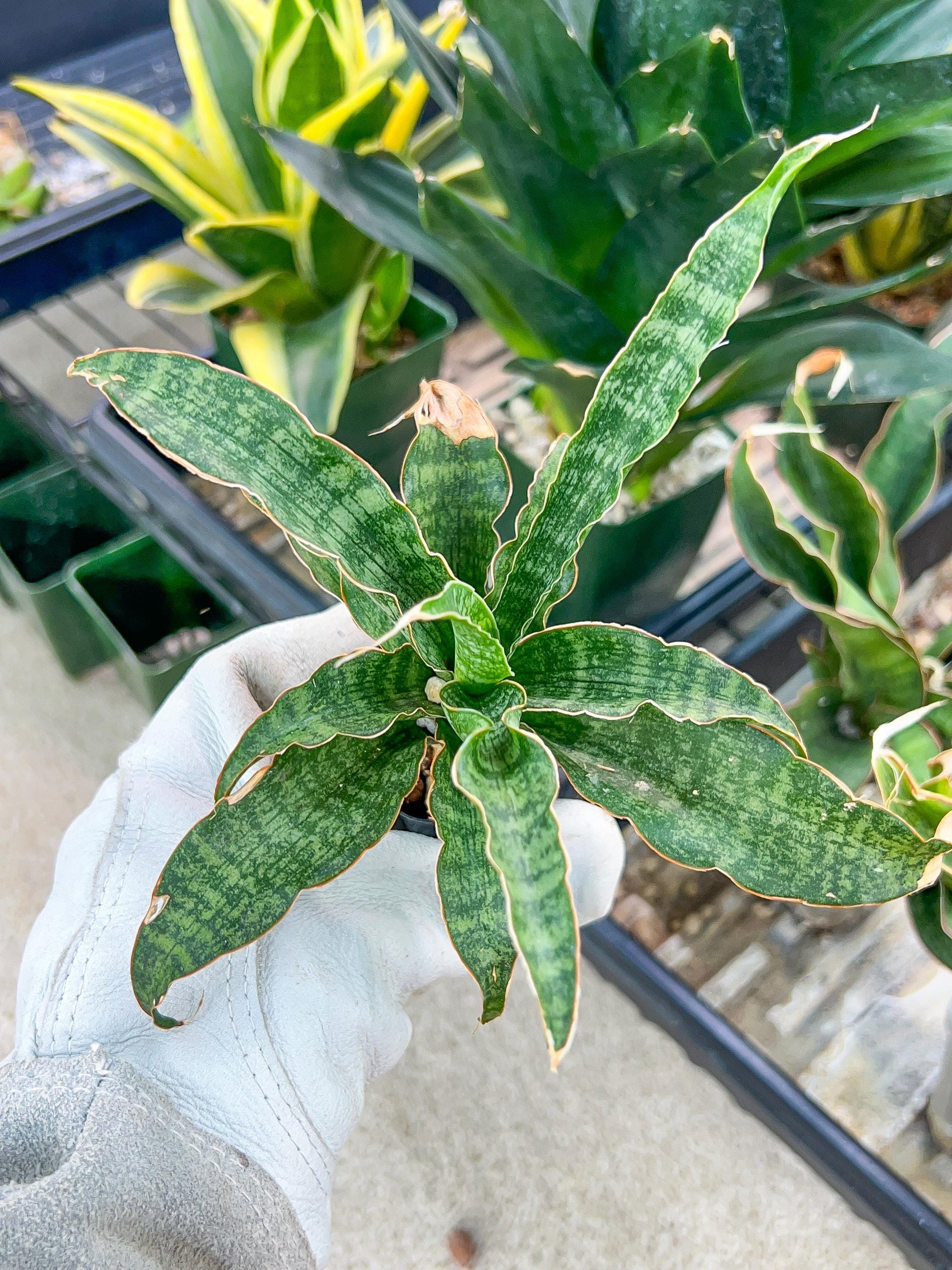 Sansevieria Nalika (#H14) | Rare Imported | 2" Planter