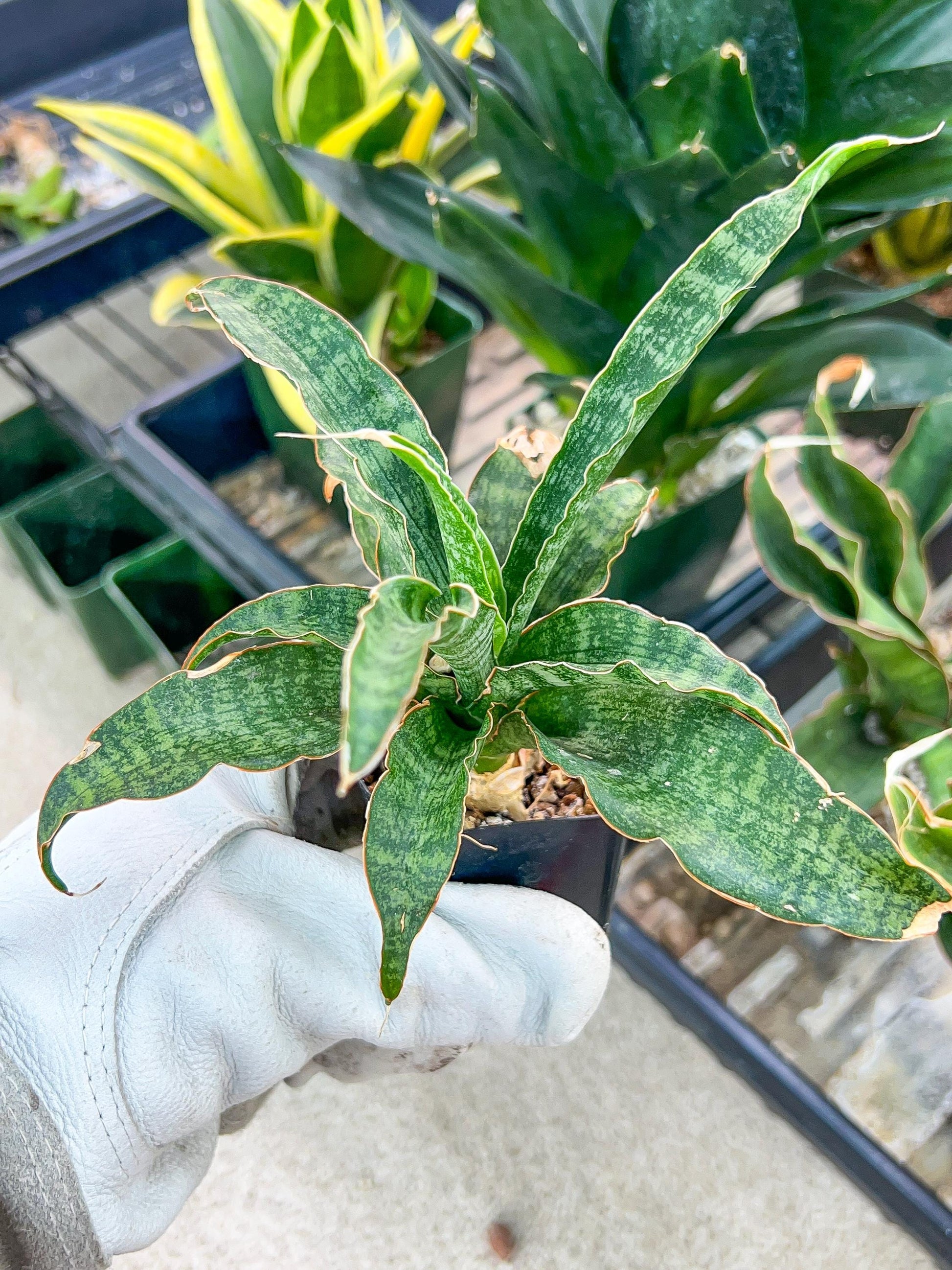 Sansevieria Nalika (#H14) | Rare Imported | 2" Planter