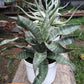 Sansevieria Nalika (#H14) | Rare Imported | 2" Planter