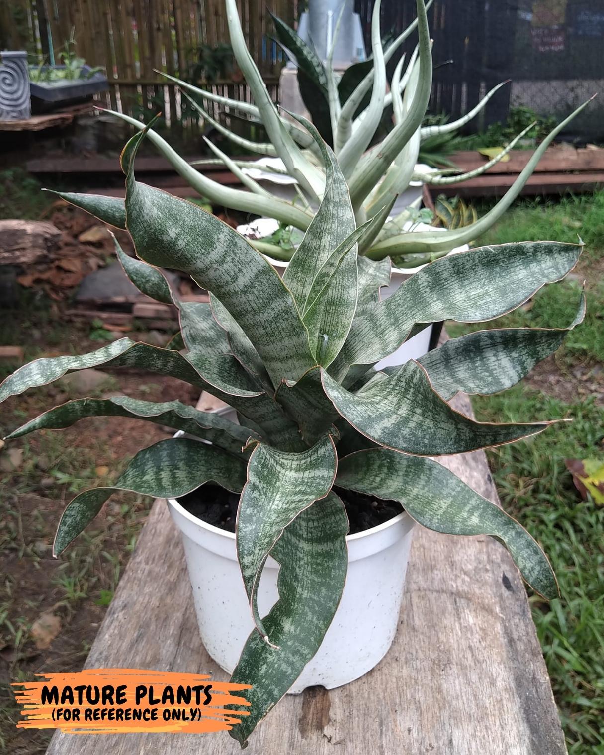 Sansevieria Nalika (#H14) | Rare Imported | 2" Planter