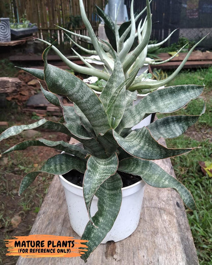 Sansevieria Nalika (#H32) | Rare Imported Snake Plants