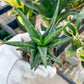 Sansevieria Blorong (#H6) | Rare Imported House Plants | Rare Snake Plant