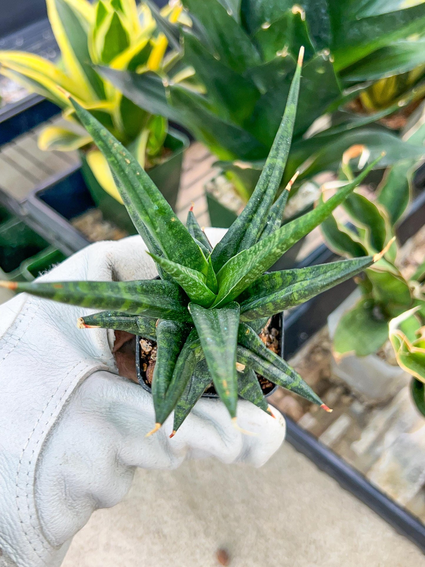 Sansevieria Blorong (#H6) | Rare Imported House Plants | Rare Snake Plant