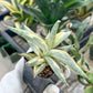 Sansevieria Blue Clone White Variegated (#H4) | Snake Plant | Rare Imported Plants