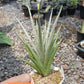 Sansevieria Diamond Shine | Rare Imported Snake Plants