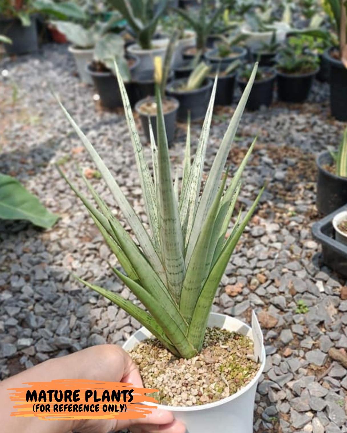 Sansevieria Diamond Shine | Rare Imported Snake Plants