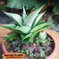 Sansevieria Manee Thewee (PH4) | Imported House Plants | 2" Planter