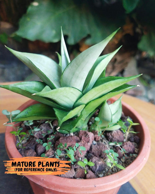 Sansevieria Manee Thewee | Imported House Plants | 2" Planter