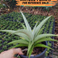 Sansevieria Manee Thewee (PH4) | Imported House Plants | 2" Planter