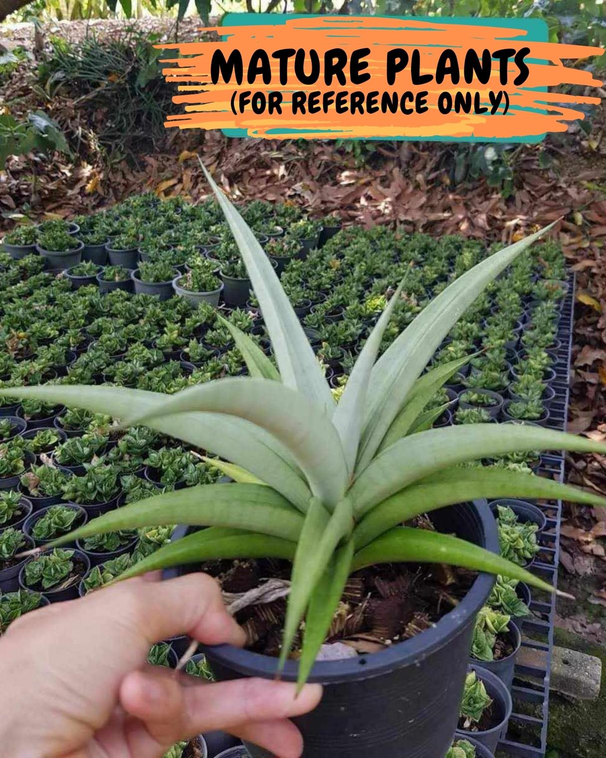 Sansevieria Manee Thewee (PH4) | Imported House Plants | 2" Planter