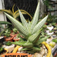 Sansevieria Jupiter (#AC55) | Extremely Rare Imported Plant | 2" planter