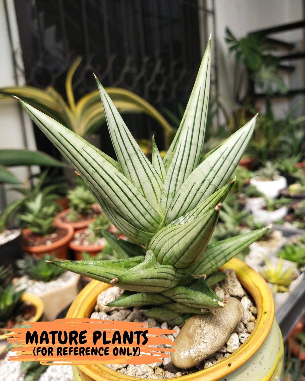 Sansevieria Jupiter (#AC55) | Extremely Rare Imported Plant | 2" planter