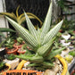 Sansevieria Jupiter (#AC10) | Imported Snake Plants