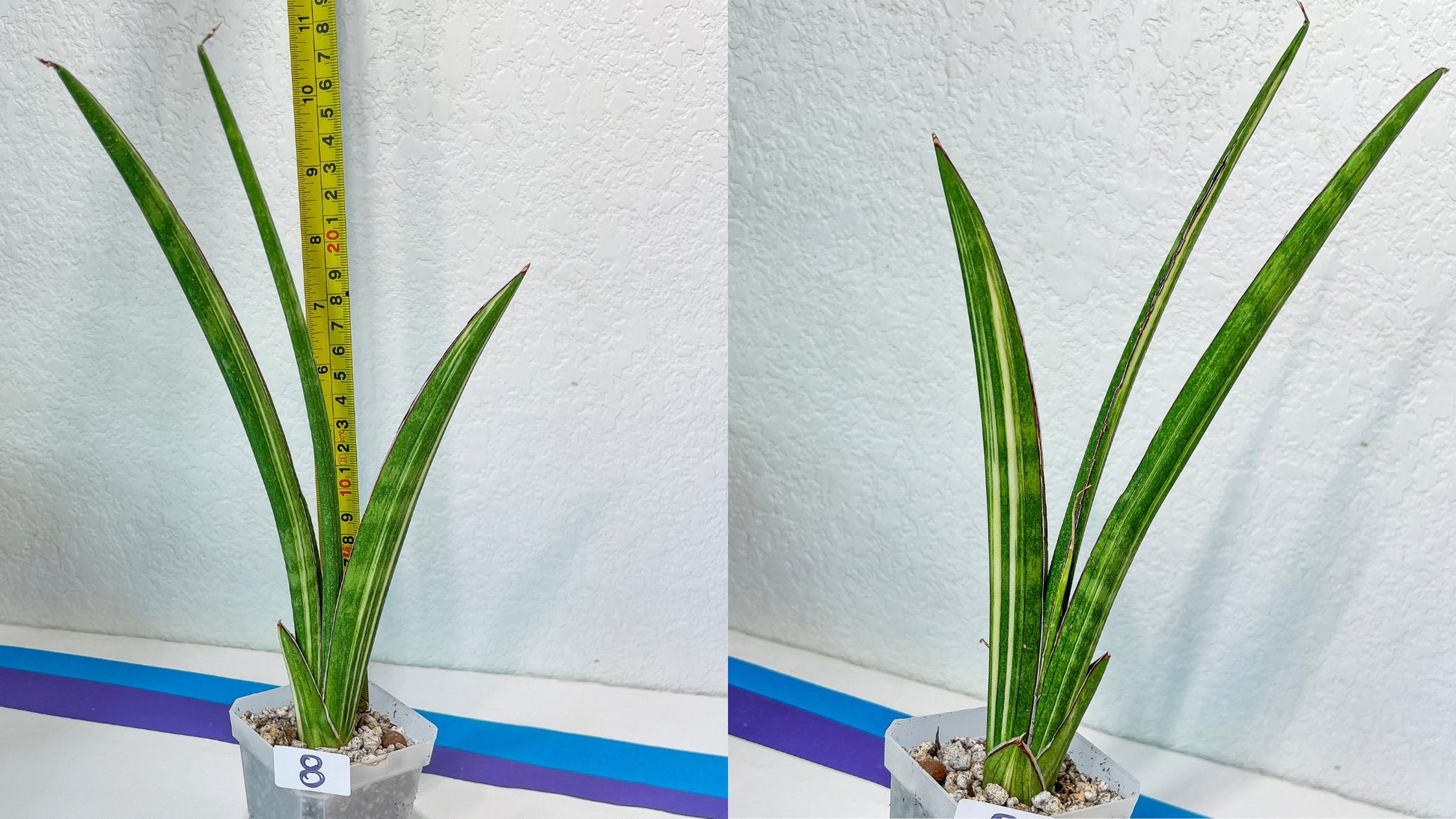 Sansevieria Rare Collections 2.5" Pot | Plant names listed in descriptions. More photos available on request (G1/1~9)