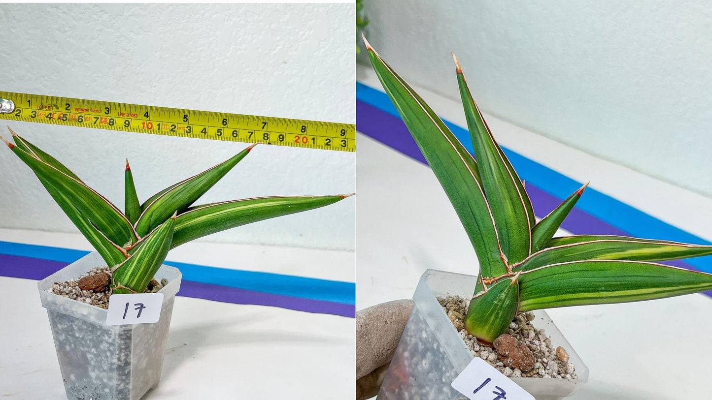 Sansevieria Rare Collections| Plant names listed in descriptions. More photos available on request (G1.12~20)