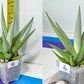 Sansevieria Rare Collections 2.5" Pot | Plant names listed in descriptions. More photos available on request (G5)