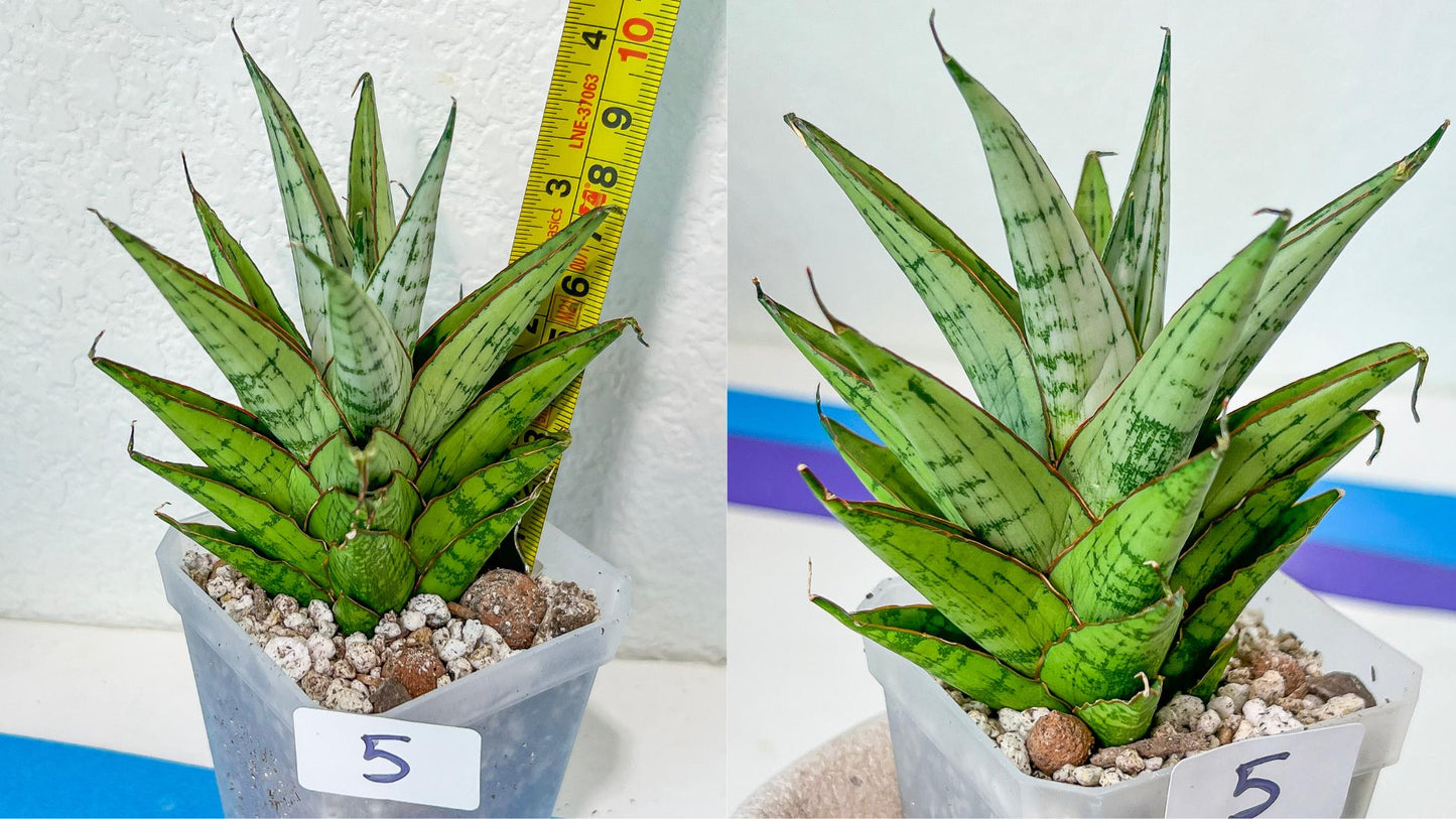 Sansevieria Rare Collections 2.5" Pot | Plant names listed in descriptions. More photos available on request (G5)