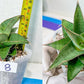 Sansevieria Rare Collections 2.5" Pot | Plant names listed in descriptions. More photos available on request (G5)