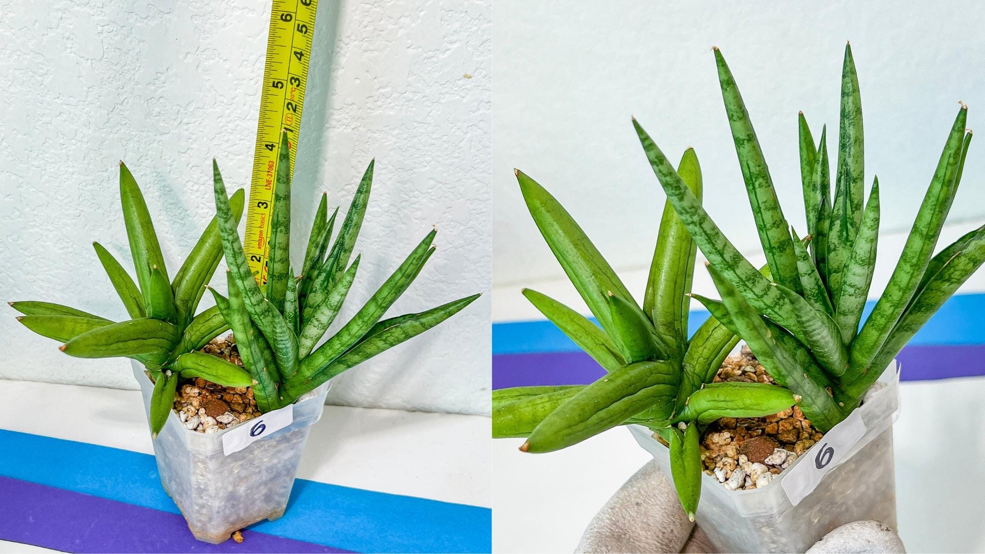 Sansevieria Rare Collections 2.5" Pot | Plant names listed in descriptions. More photos available on request (G4)