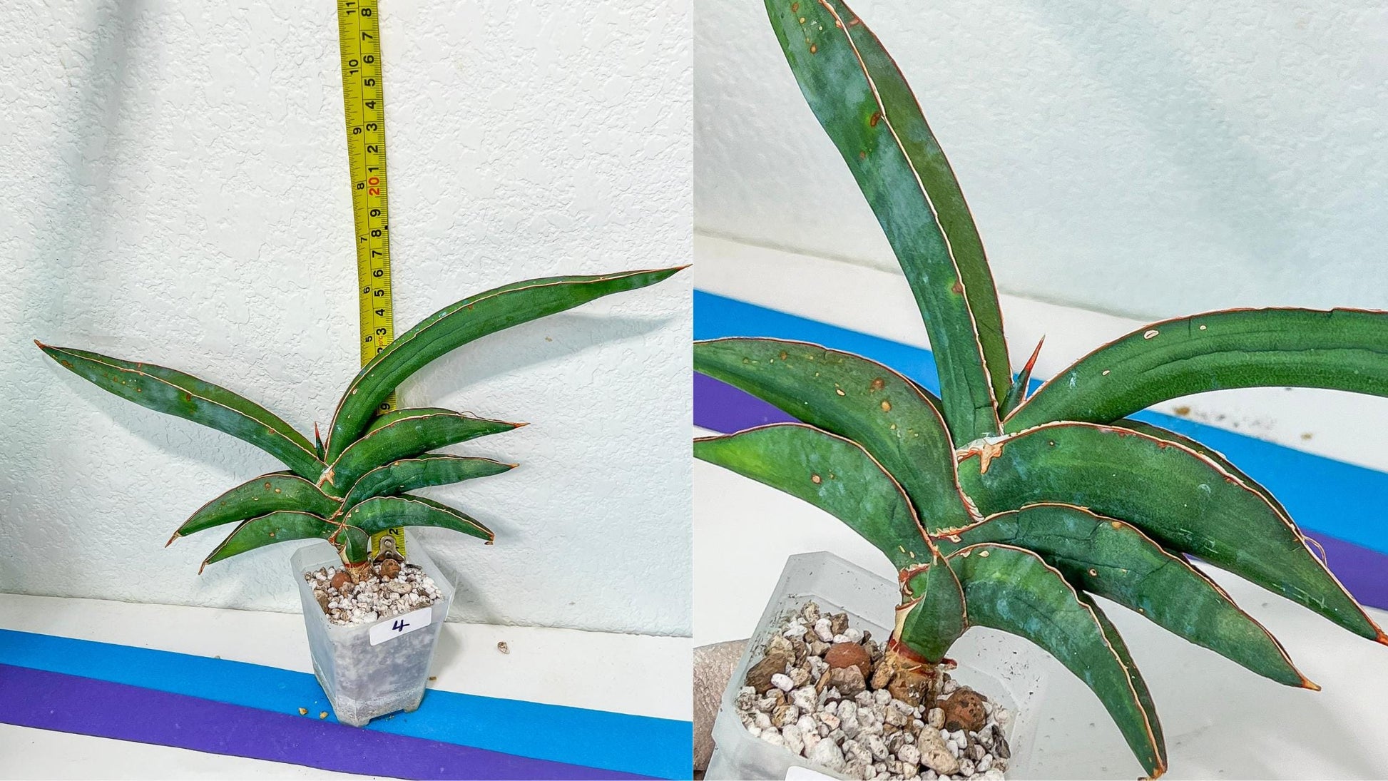 Sansevieria Rare Collections 2.5" Pot | Plant names listed in descriptions. More photos available on request (G4)