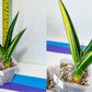 Sansevieria Rare Collections 2.5" Pot | Plant names listed in descriptions. More photos available on request (G6)