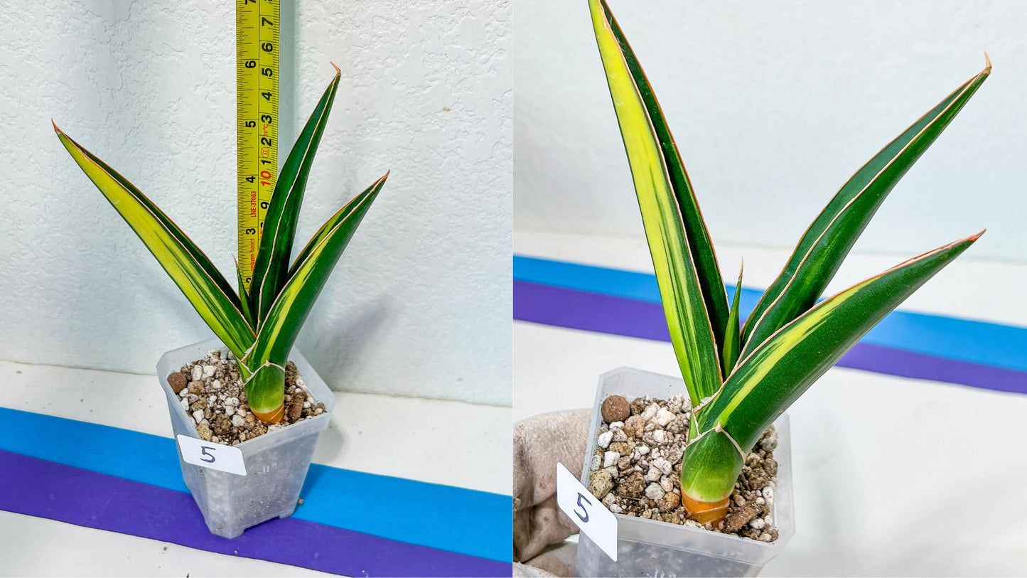 Sansevieria Rare Collections 2.5" Pot | Plant names listed in descriptions. More photos available on request (G6)