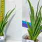 Sansevieria Rare Collections 2.5" Pot | Plant names listed in descriptions. More photos available on request (G6)