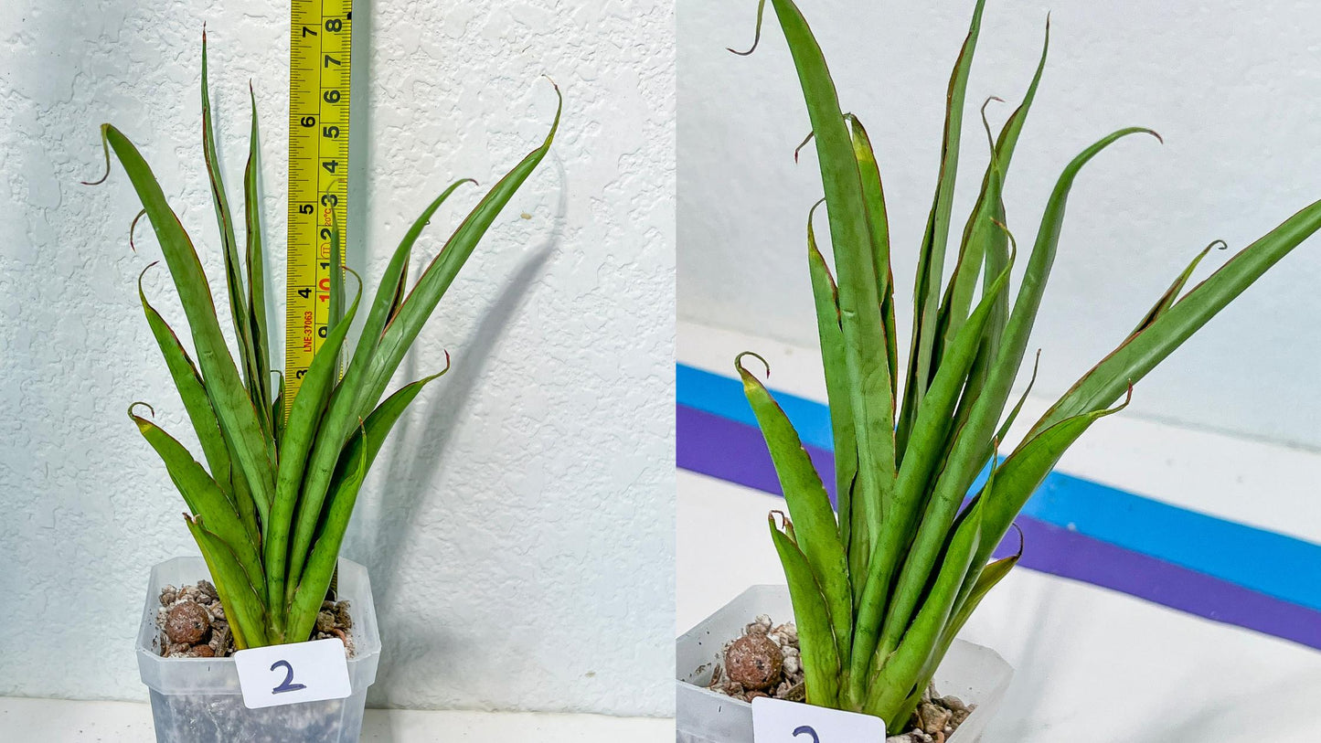 Sansevieria Rare Collections 2.5" Pot | Plant names listed in descriptions. More photos available on request (G6)