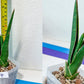 Sansevieria Rare Collections 2.5" Pot | Plant names listed in descriptions. More photos available on request (G6)