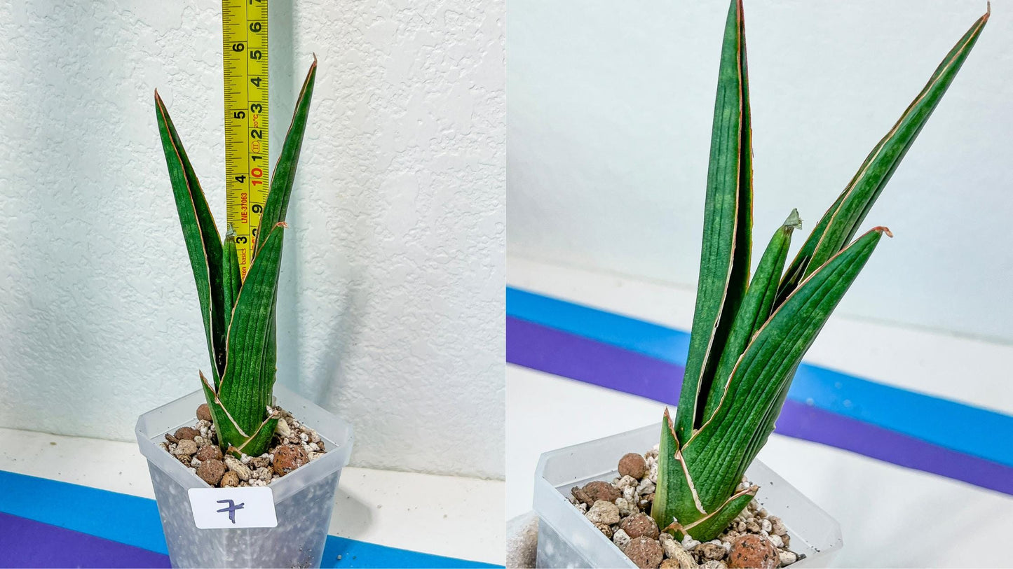 Sansevieria Rare Collections 2.5" Pot | Plant names listed in descriptions. More photos available on request (G6)