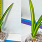 Sansevieria Rare Collections 2.5" Pot | Plant names listed in descriptions. More photos available on request (G6)