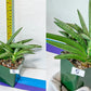 Sansevieria Rare Collections 2.5" Pot | Plant names listed in descriptions. More photos available on request (G7)