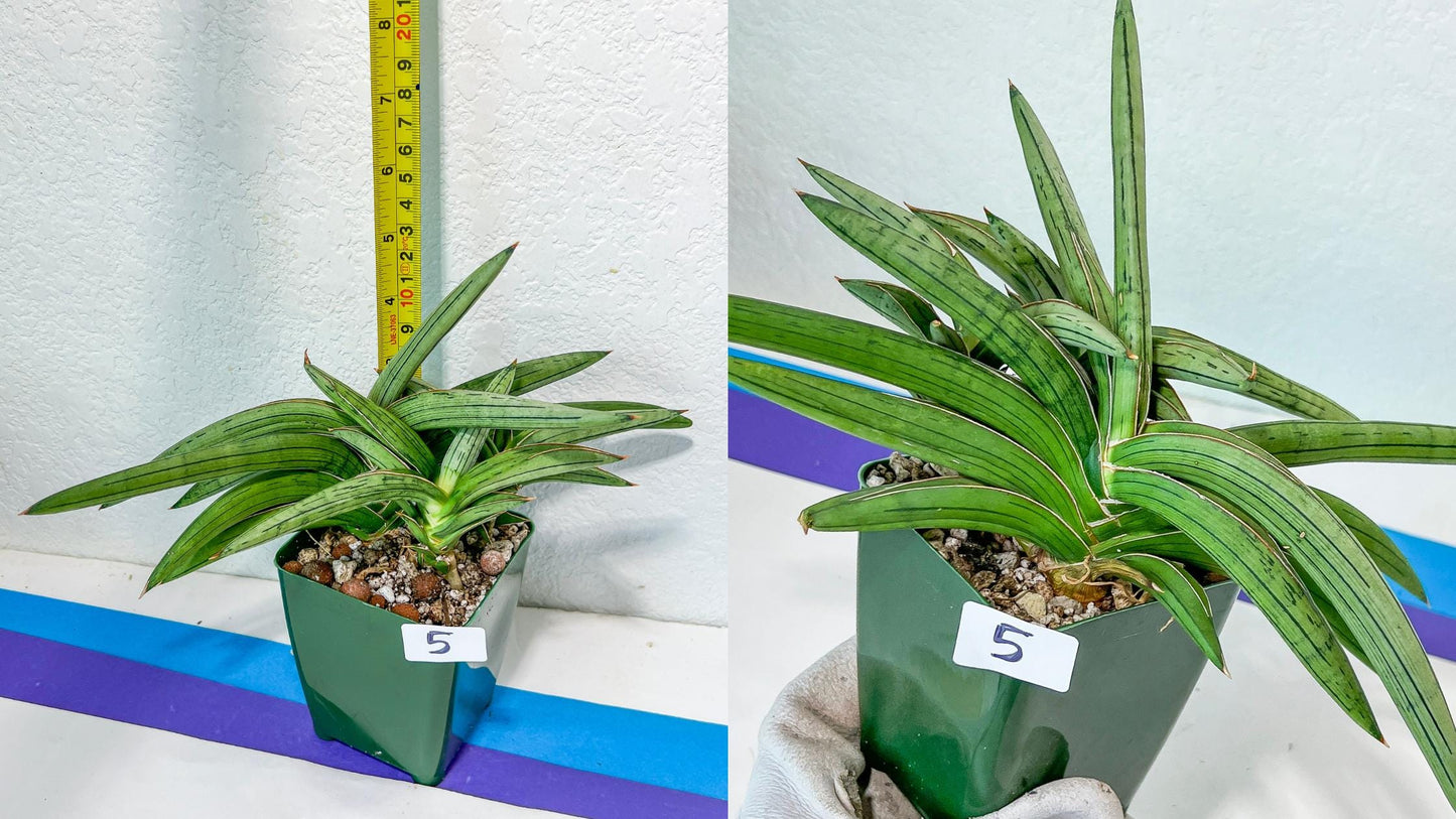 Sansevieria Rare Collections 2.5" Pot | Plant names listed in descriptions. More photos available on request (G7)