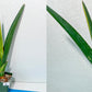 Sansevieria Rare Collections 2.5" Pot | Plant names listed in descriptions. More photos available on request (G7)