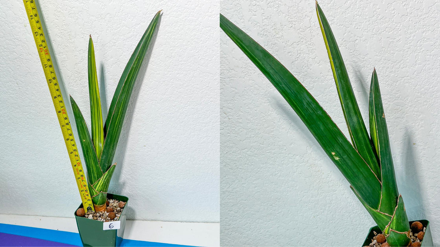 Sansevieria Rare Collections 2.5" Pot | Plant names listed in descriptions. More photos available on request (G7)